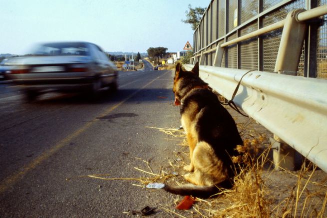 Abbandono animali: “Il Comune faccia una campagna di sensibilizzazione contro questo fenomeno”