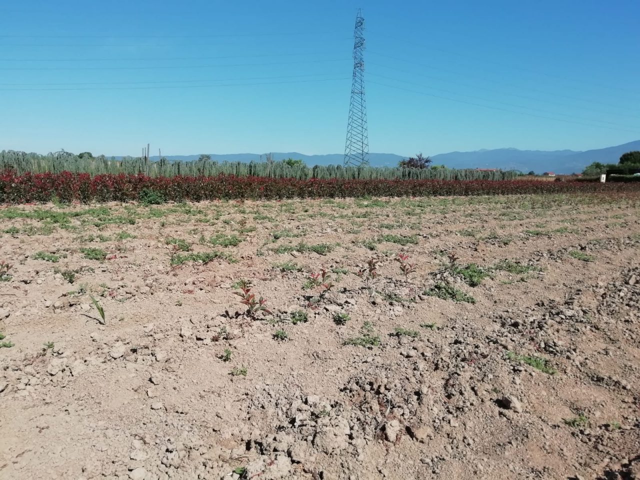 La Regione Toscana alza il tiro: sarà “glifosate free” da fine 2021