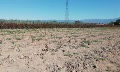 L'allarme di Coldiretti: "La Toscana è più fragile"