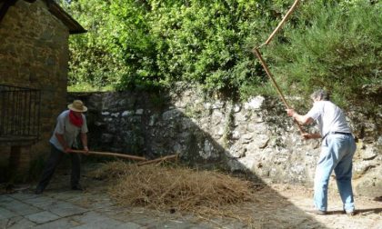 Festa del grano 2019, il primo appuntamento è con la mietitura