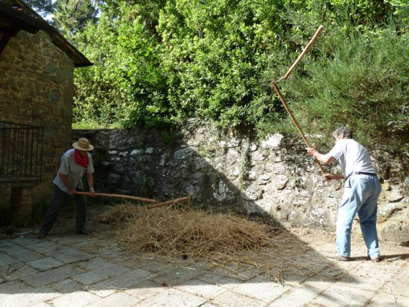 Festa del grano 2019, il primo appuntamento è con la mietitura