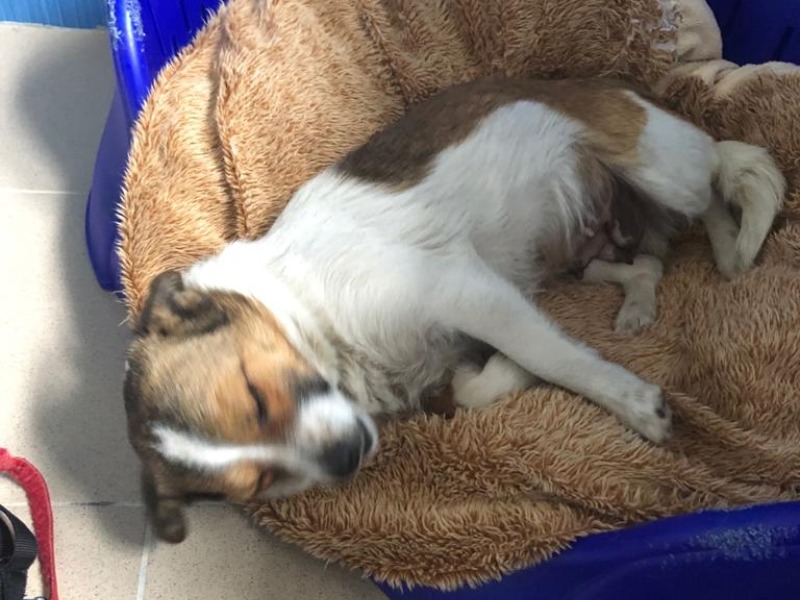 Cagnolino di due mesi finisce nel dirupo: salvato nella notte