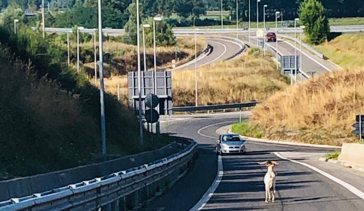 Montone sulla Siena-Grosseto, inseguito e bloccato dalla Polizia FOTO