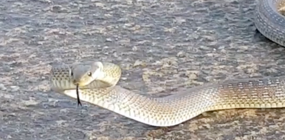 Serpente nel parco, lì vicino anche dei bambini VIDEO