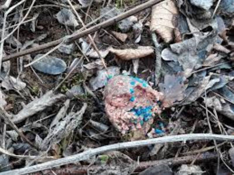 Esche avvelenate: vittima una cangolina