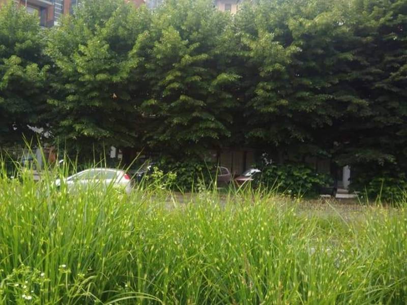 Terreni incolti: il Comune sollecita i privati a tagliare erba e sterpaglie