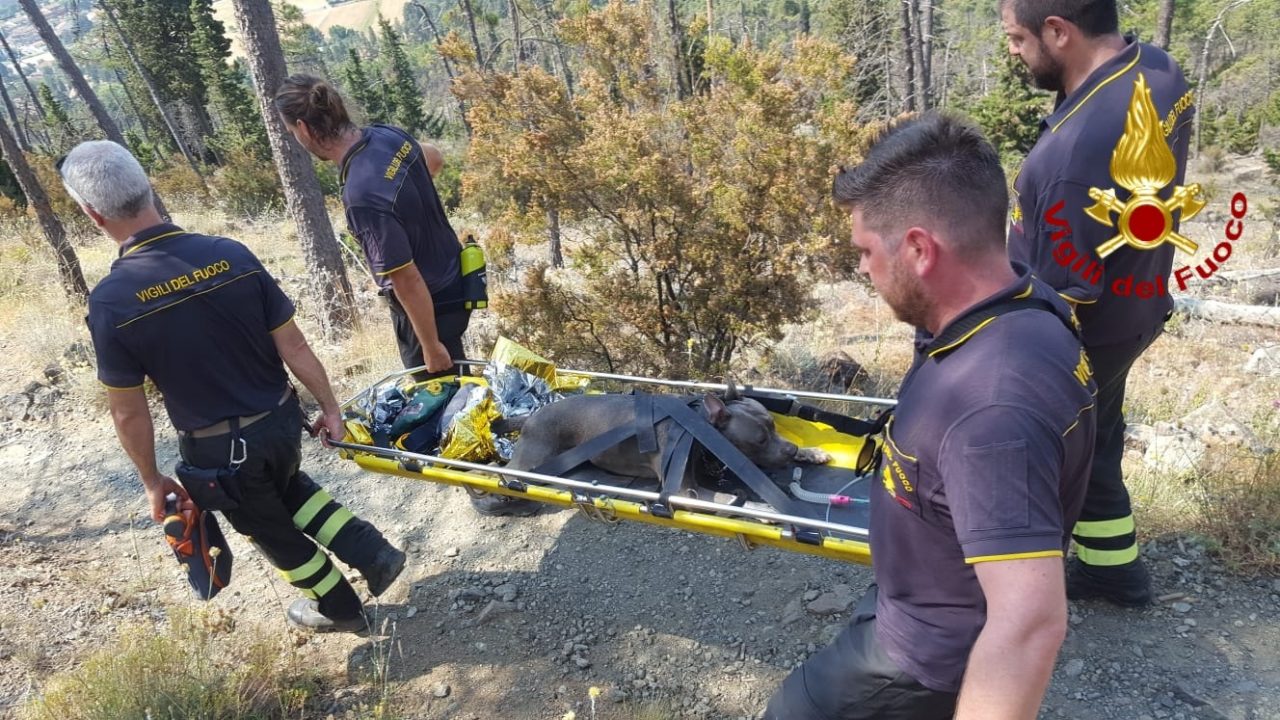 Cane colto da malore sul Monte Ferrato, soccorso dai Vigili del fuoco di Prato