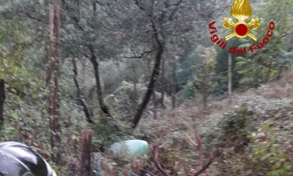 Cervo finisce in una vasca d'acqua