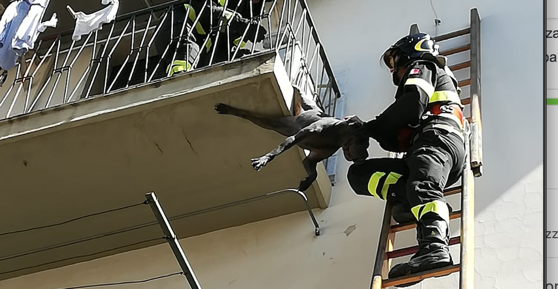 Cane rimane appeso ad una terrazza: ferito ad una zampa FOTO