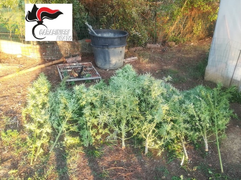 Scoperta piantagione di cannabis, due arresti