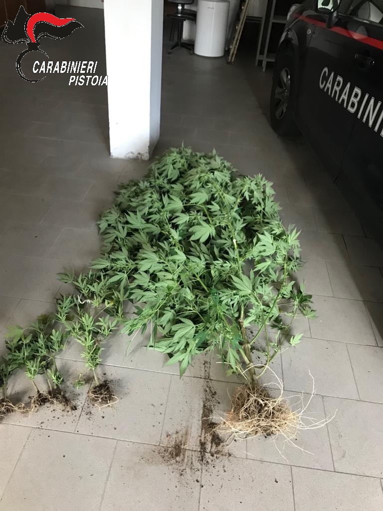 Avevano 9 piante di marijuana in casa: denunciati due 30enni di San Marcello