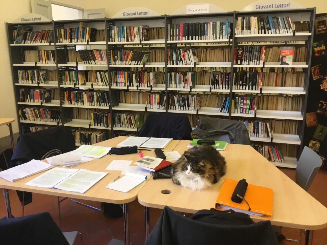 Pepito, il gatto sempre in biblioteca diventato mascotte degli studenti