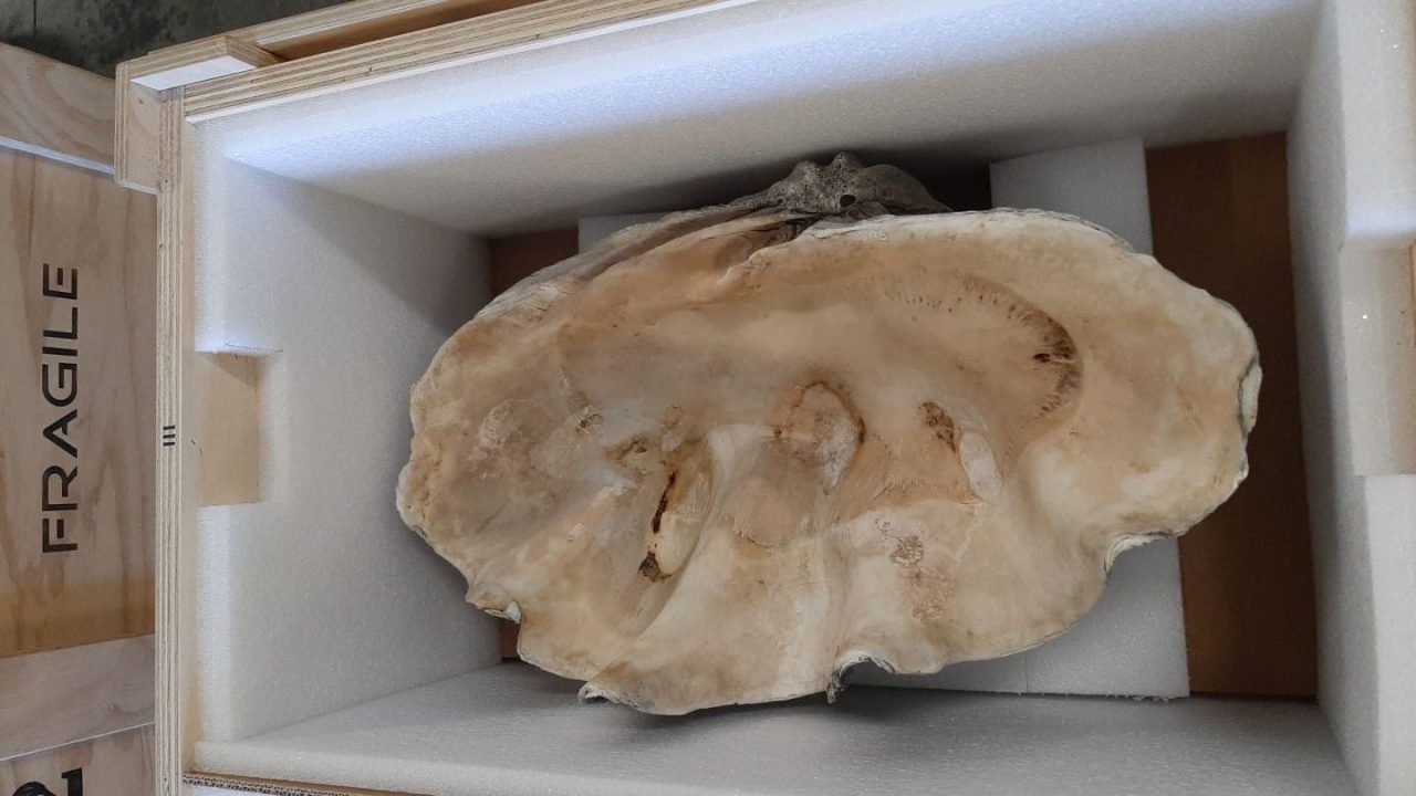 Sequestrate conchiglie a rischio estinzione