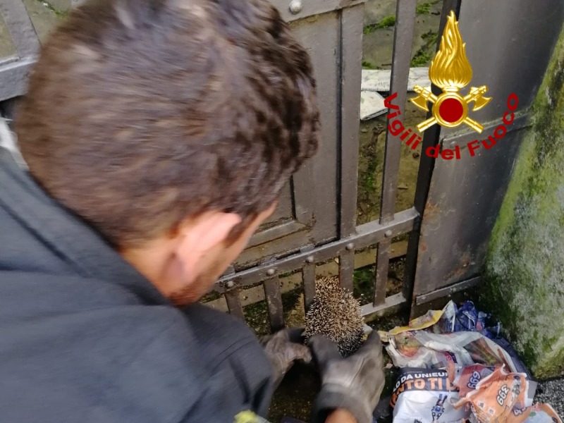 Riccio incastrato in un cancello: salvato