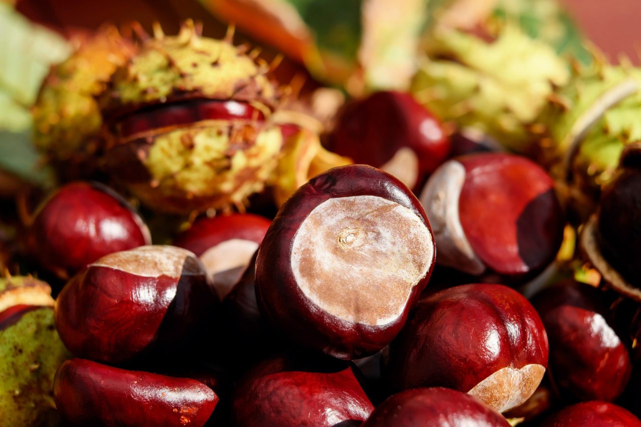 Sagra della castagna 2019 in Toscana: tutti gli appuntamenti