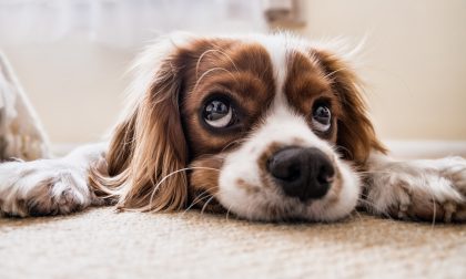 Dopo essersi ubriacato picchia il proprio cane nel bar