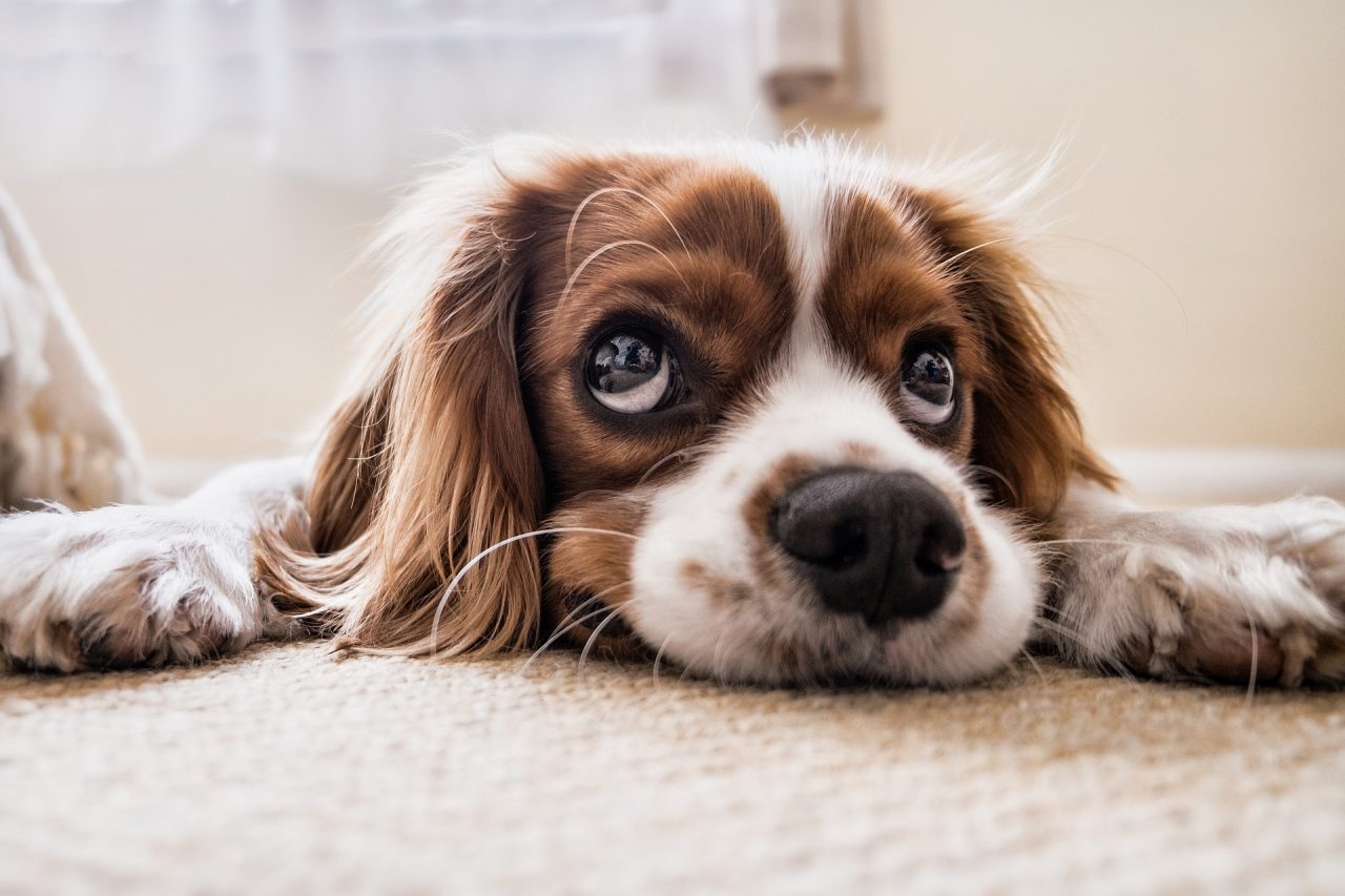 Il comune di Carmignano approva il regolamento per la tutela degli animali