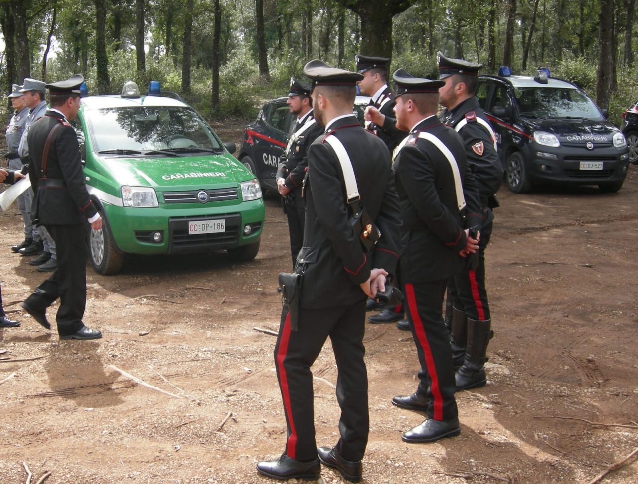 Incontra un lupo nel bosco mentre è a cercare funghi