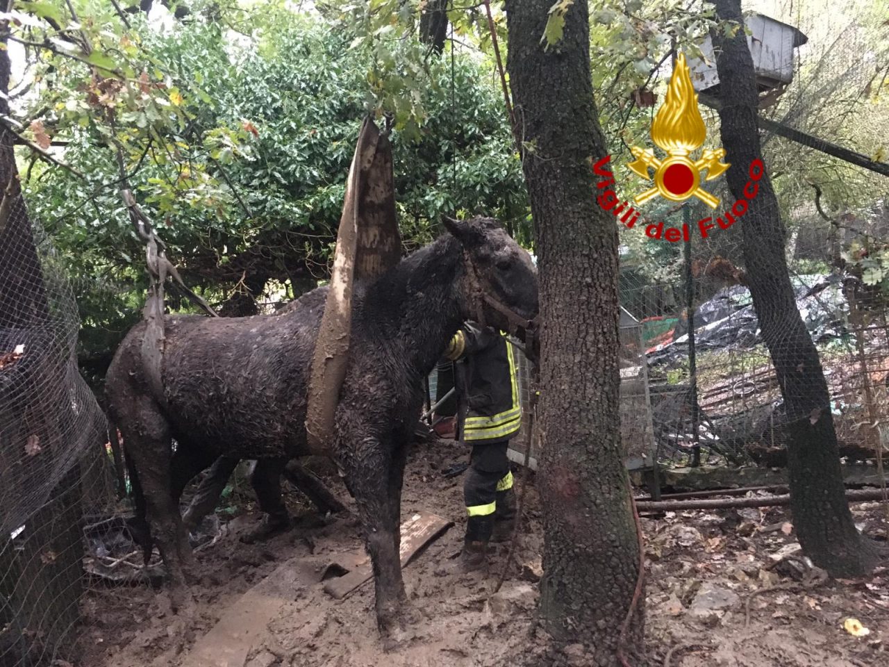 Cavallo impaurito dal temporale rimane incastrato nel fango – IL VIDEO
