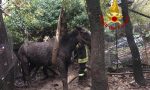 Cavallo impaurito dal temporale rimane incastrato nel fango - IL VIDEO