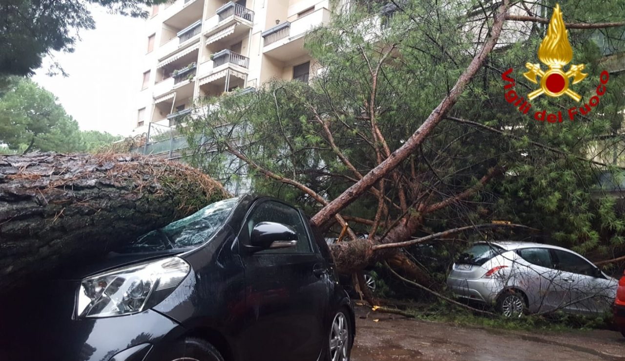 Danni per il maltempo: cade un pino sulle auto