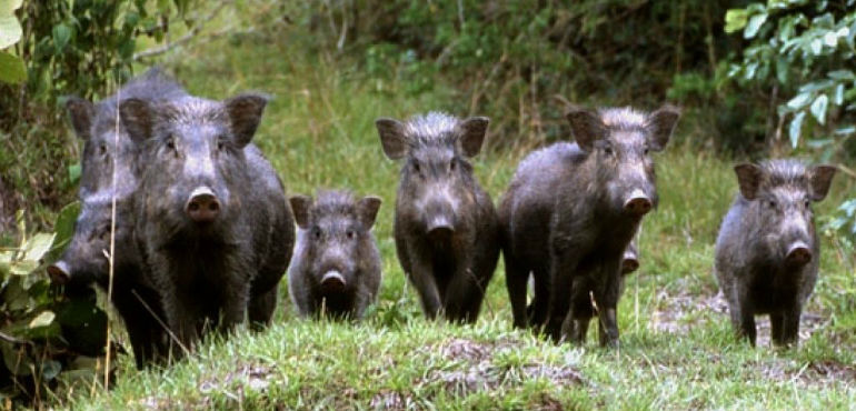Sagre e feste in Maremma, maxi-sequestro di cinghiale e carne congelata
