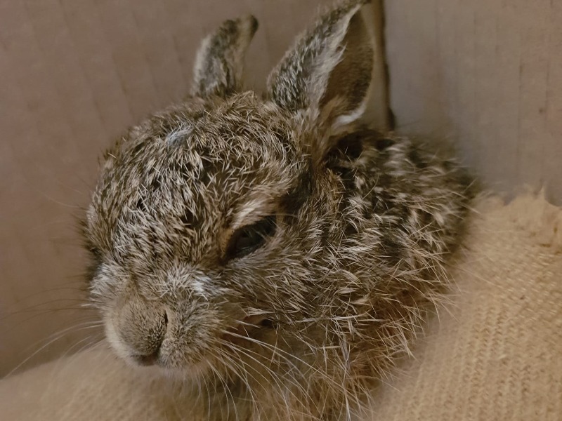 Più di 350 animali salvati in 16 mesi: GUARDA LE FOTO