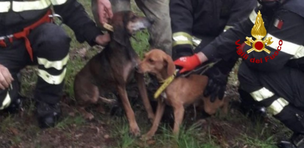 Cani cadono da 10 metri: soccorsi dai Vigili del Fuoco