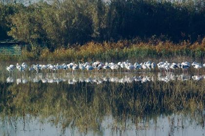 Al Lago di Peretola invece di Babbo Natale sono atterrati i fenicotteri