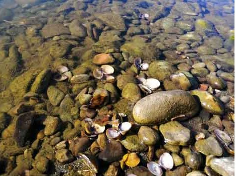 Specie “aliene” invasive nei fiumi pratesi