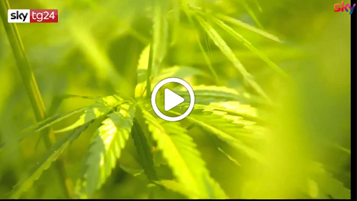 Suprema Corte: “Coltivare la cannabis in casa non è reato” – VIDEO