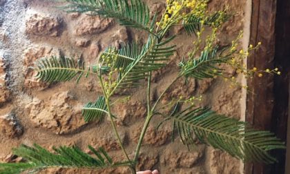 Alberi di mimosa già fioriti a dicembre