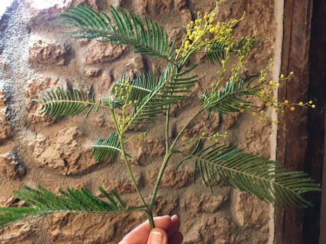 Alberi di mimosa già fioriti a dicembre