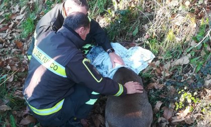 Capriolo ferito, lo soccorrono i vigili del fuoco