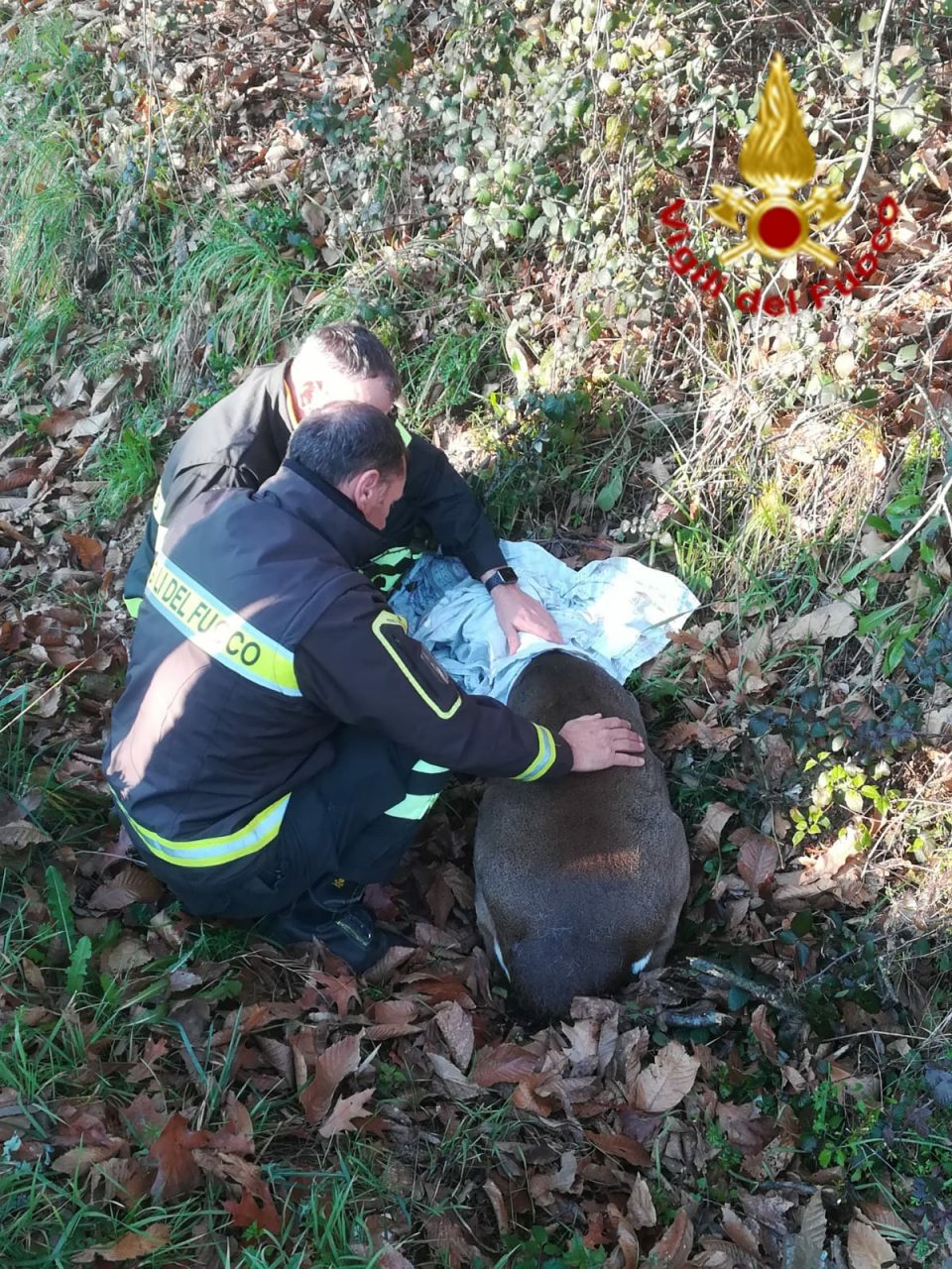 Capriolo ferito, lo soccorrono i vigili del fuoco
