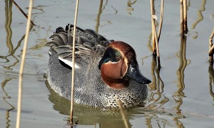 Padule di Fucecchio: domenica 2 febbraio una visita nella Riserva Naturale in occasione della Giornata Mondiale delle zone umide