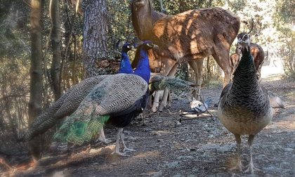 Benedizione degli animali con il Vescovo