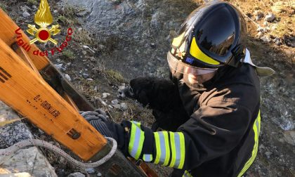 Disavventura a lieto fine per un piccolo cane che si era allontanato da casa per i botti