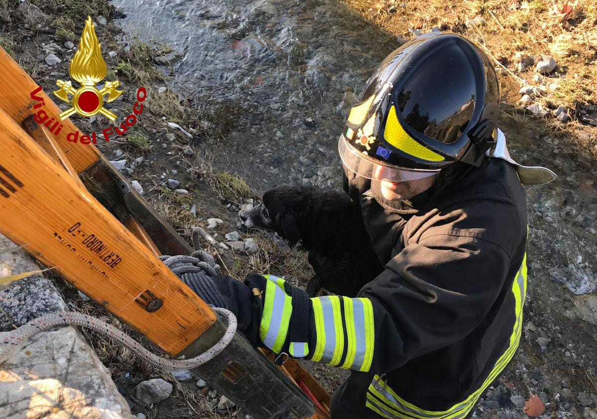 Disavventura a lieto fine per un piccolo cane che si era allontanato da casa per i botti