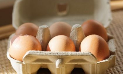 Uova biologiche Amadori e Conad ritirate: rischio microbiologico