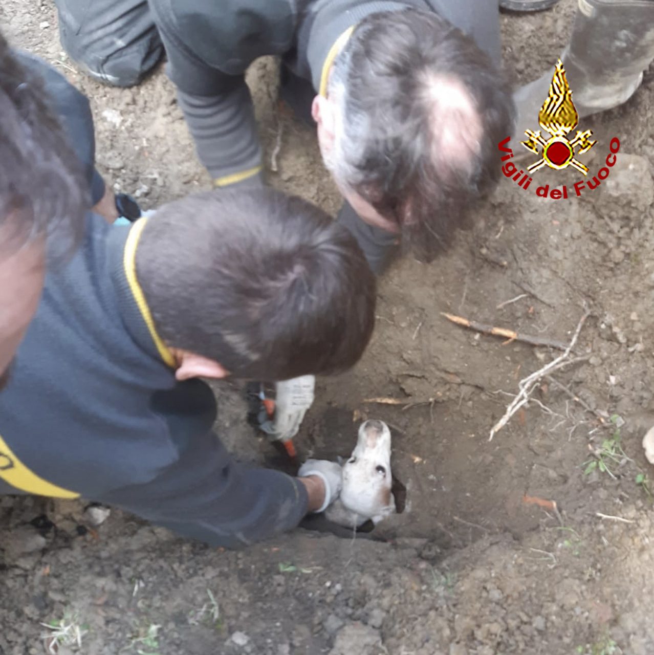 Castelfiorentino, cane si infila in una tubazione e rimane incastrato