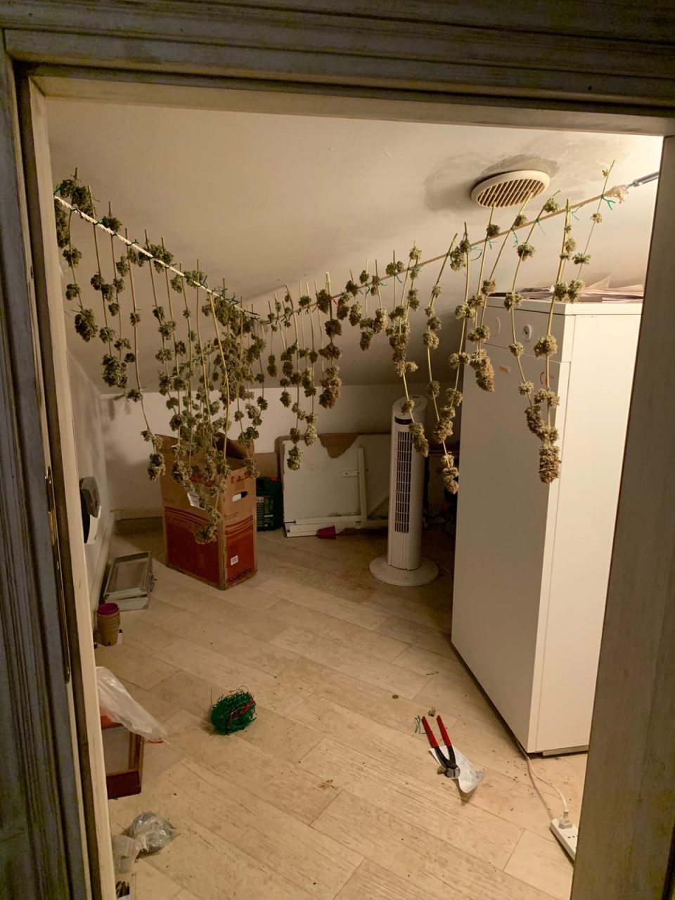 Bambini costretti a vivere con piantagione di marijuana in casa