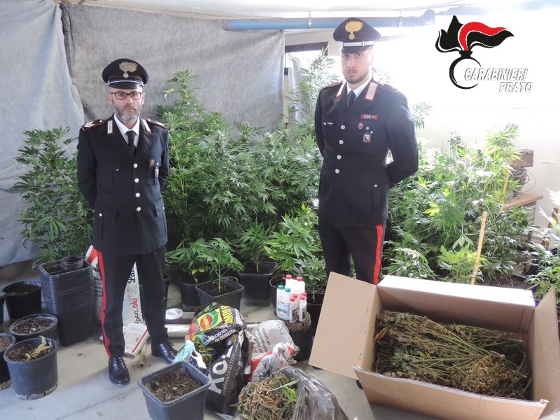 Allaccio abusivo per alimentare serra di marijuana, un arresto a Vernio