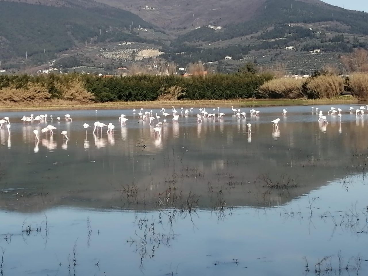 Week end all’insegna della natura ai laghi dell’Osmannoro: in centinaia a vedere i fenicotteri /VEDI VIDEO