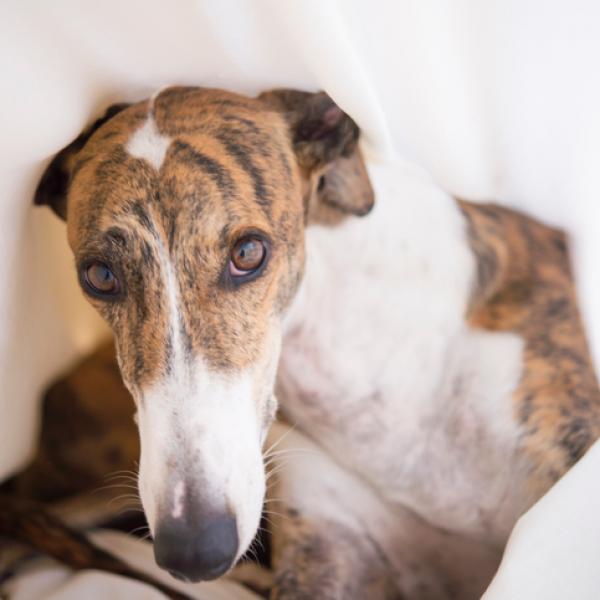 Padrone positivo al Covid-19 in isolamento domiciliare, il cane portato fuori dai volontari della protezione civile comunale