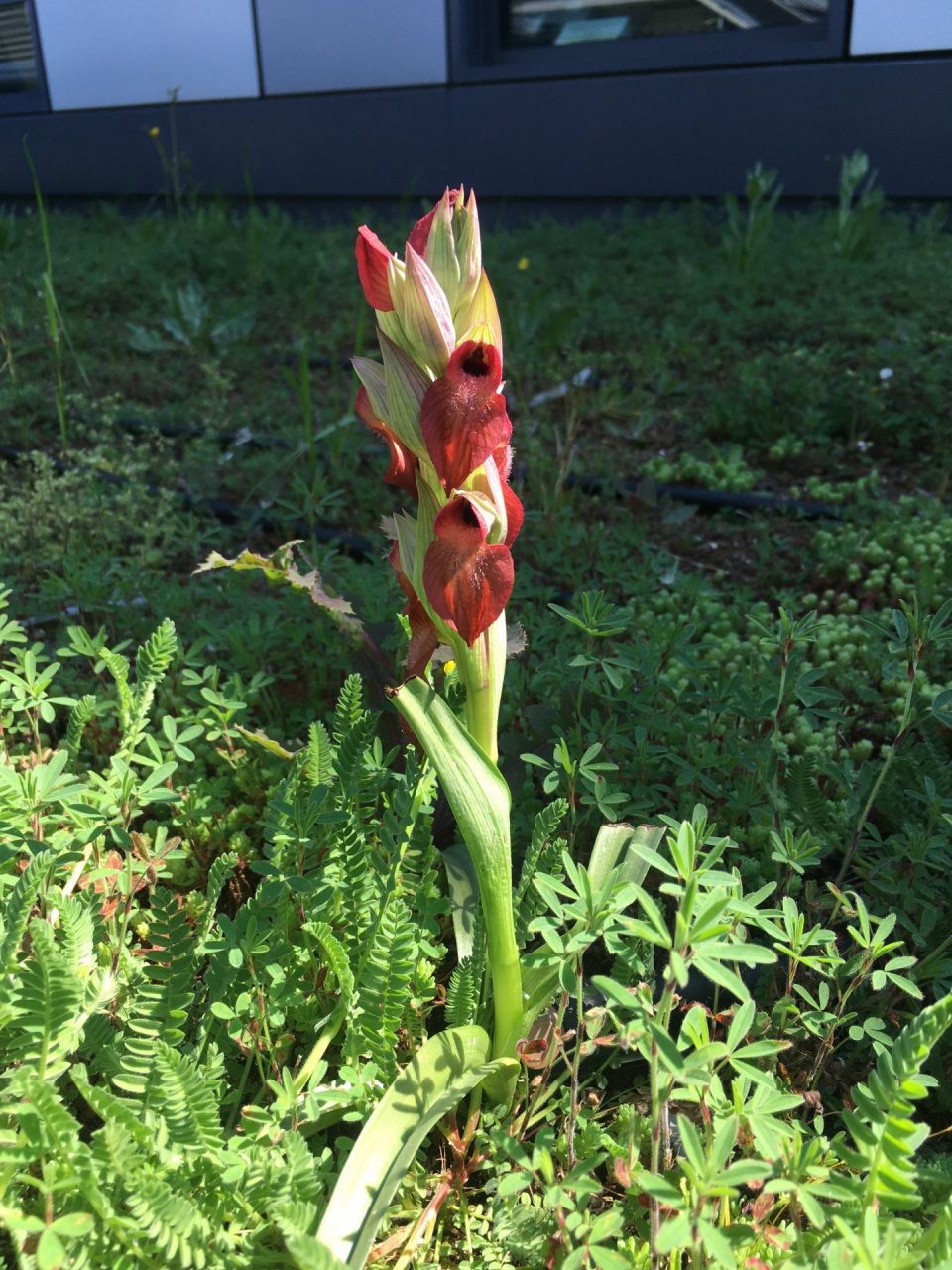 La primavera è arrivata sul tetto dell’ospedale Santo Stefano