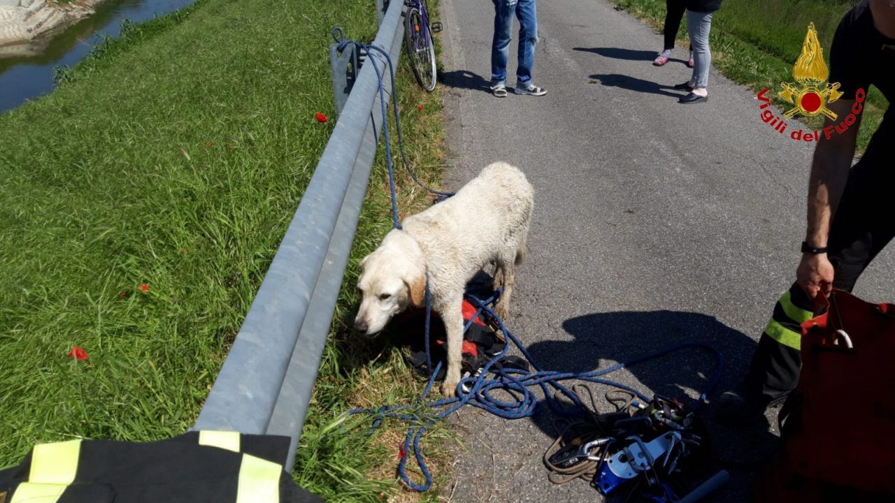 Cani da salvare e incendio in cucina: doppio intervento dei vigili del fuoco a Prato