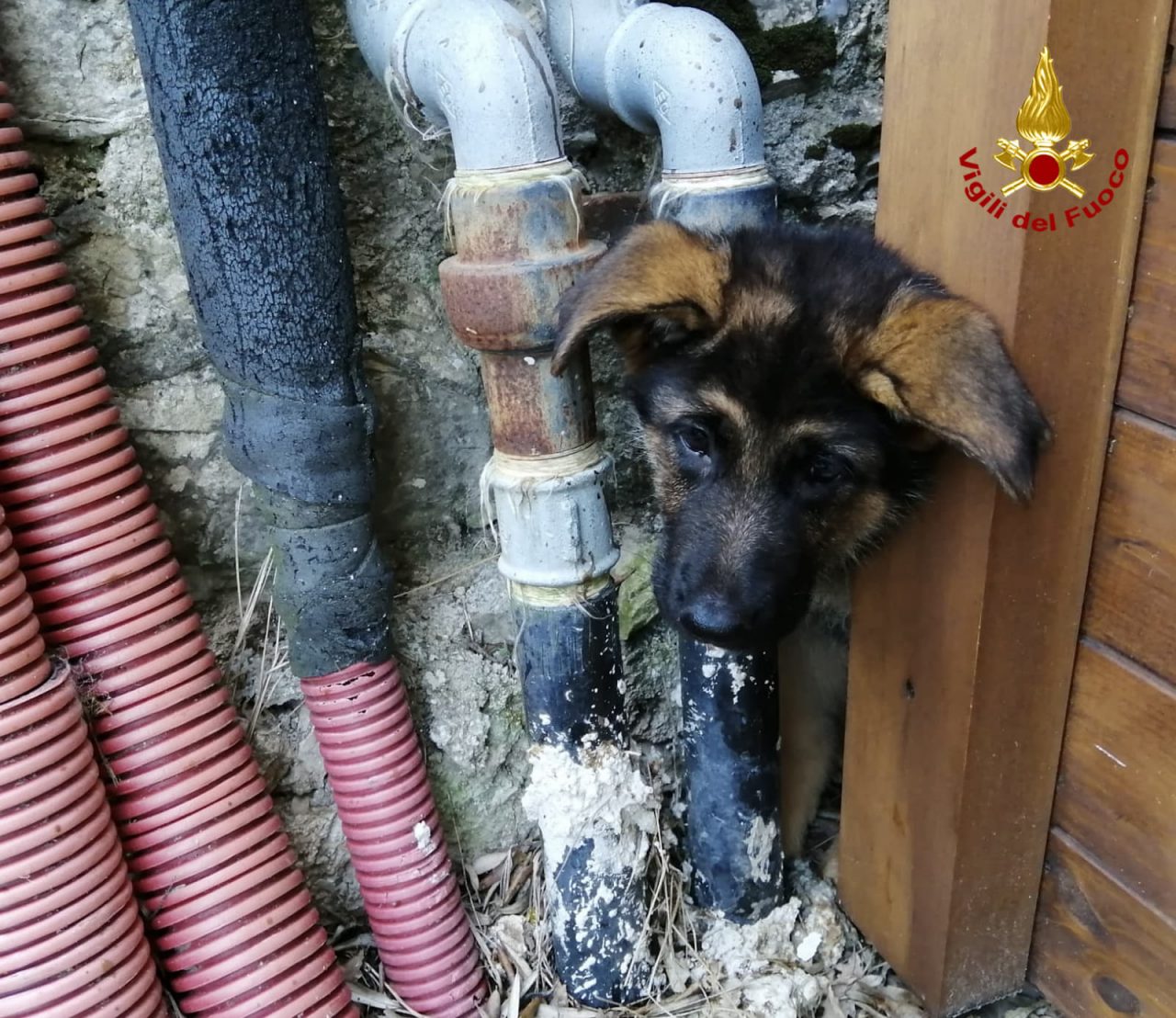 Vigili del fuoco salvano un cucciolo di cane rimasto incastrato a Calenzano