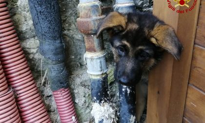 Vigili del fuoco salvano un cucciolo di cane rimasto incastrato a Calenzano