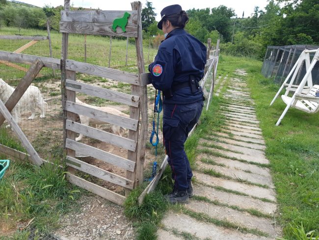 Pensionato maltratta cucciolo: denunciato